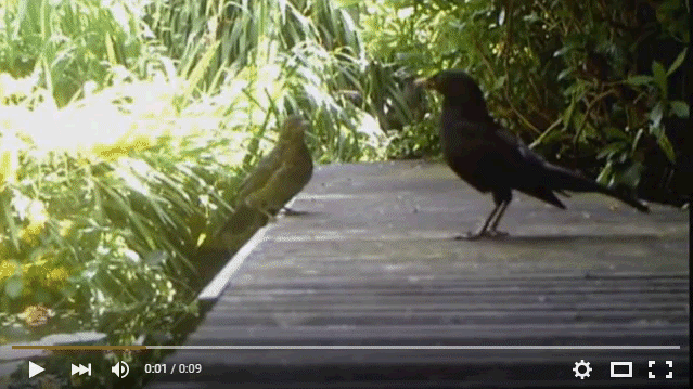Bird feeds frog to it's young