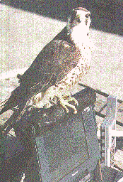 Falcon on PC