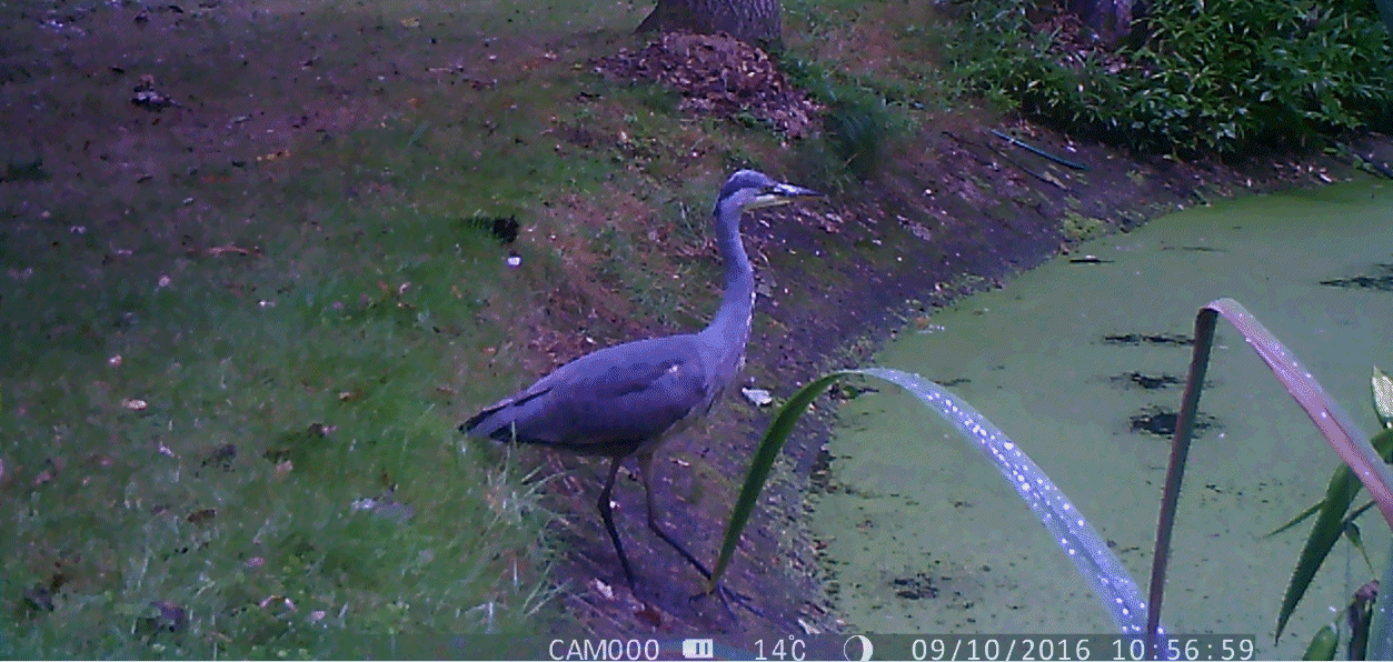 Heron near AMRA Pond