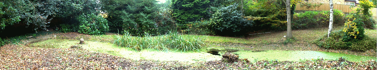 Pond in November 2016 after clearance work.