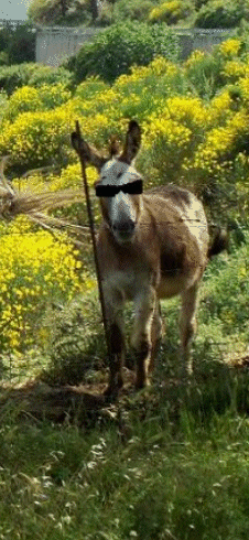 Sicilian Donkey