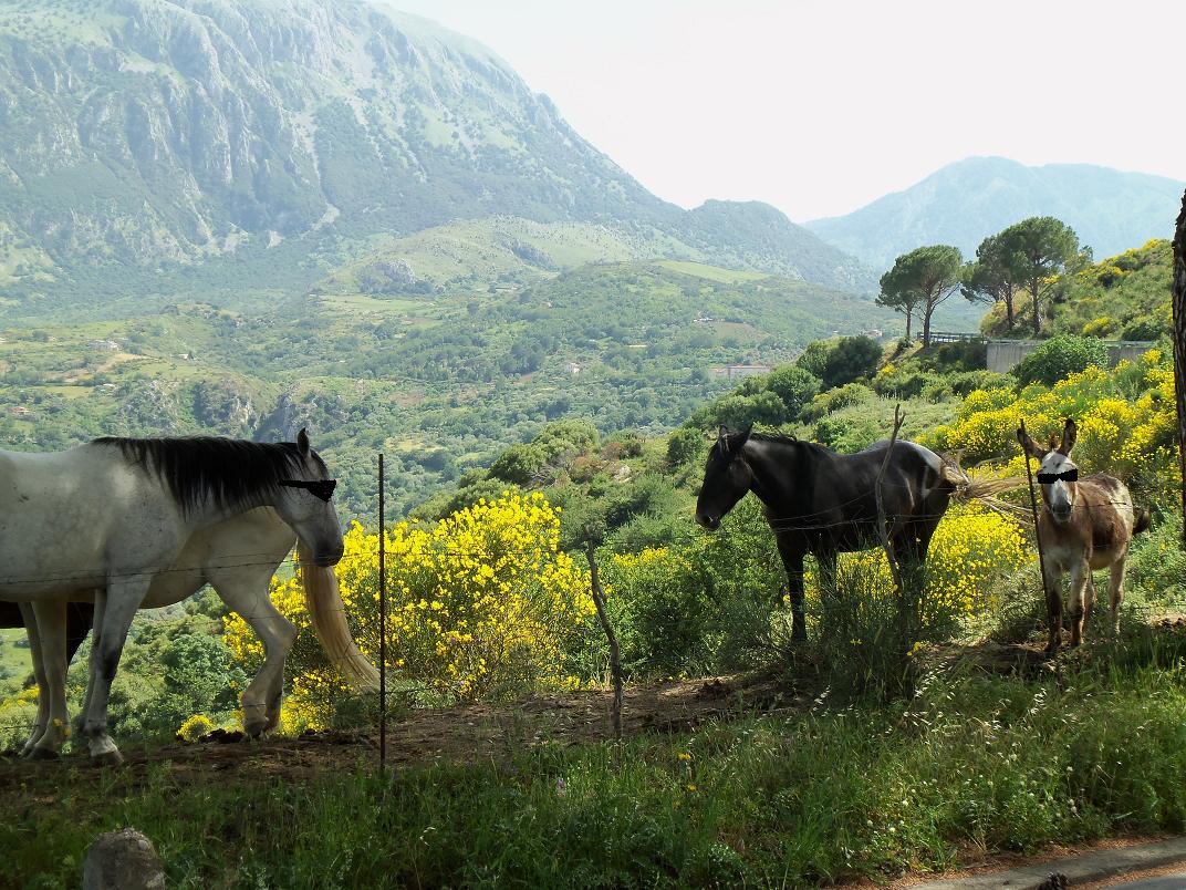 Sicilean horses and donkeys
