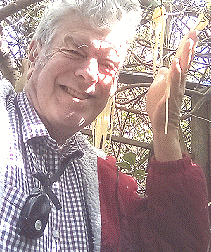 Robin and spaghetti tree