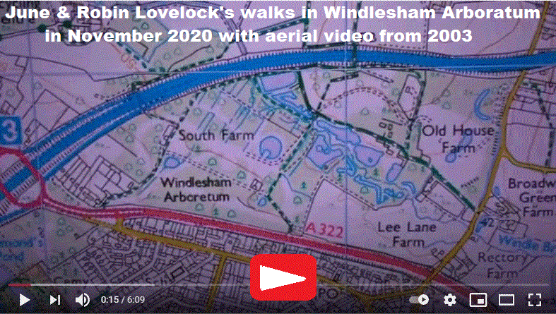 video of walk in 2020 in Windlesham Arboretum