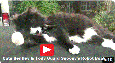 Bently and Tody Guard Snoopy's Robot Boat