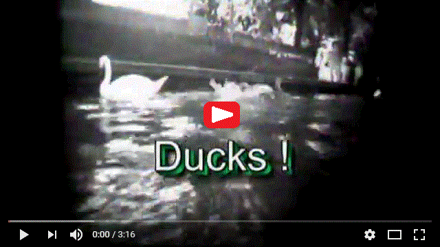 Duck Cam at Windsor
