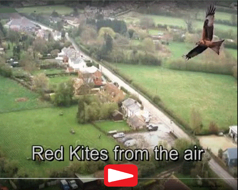 Red Kites from the Air over the Chilterns